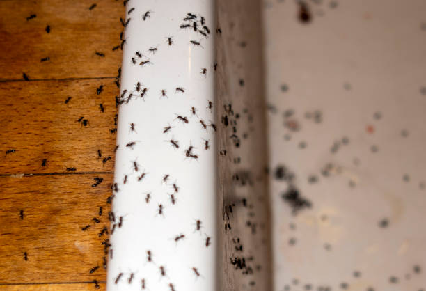 Best Exterminator Services  in Shullsburg, WI