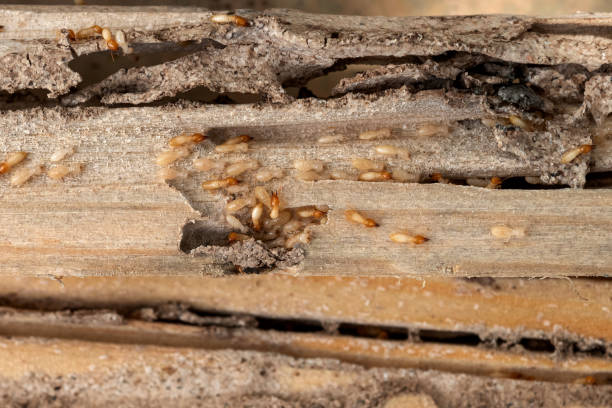 Flea Control Services in Shullsburg, WI